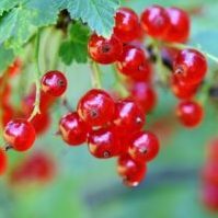currants-3585286_1920